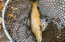 New York fly fishing at its finest